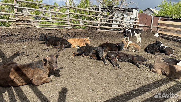 Телки 3 месяца