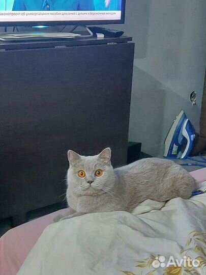 Британские котята