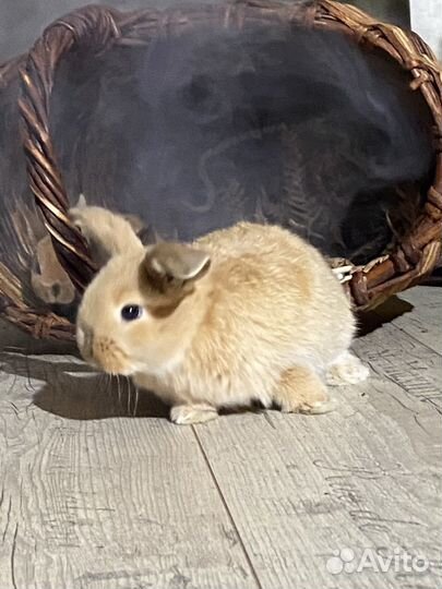 Карликовые кролики