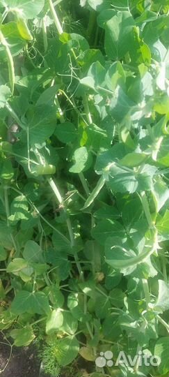 Горох домашний