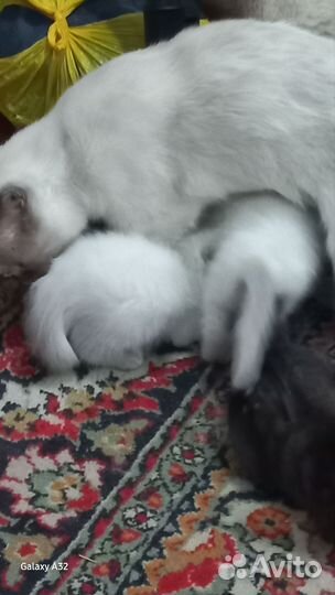 Кошка в дар