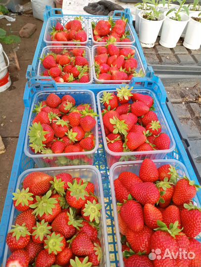 Саженцы-Рассада Клубники