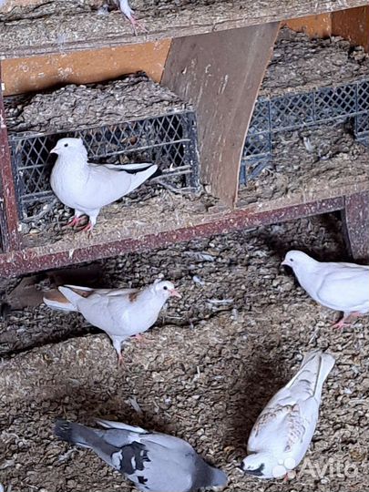 Голуби