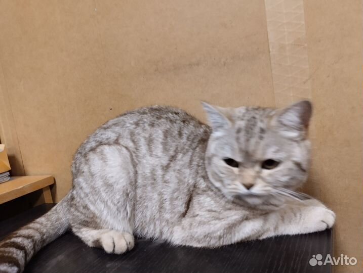 Найдена кошка