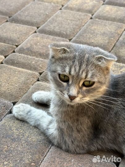 Кошка вислоухая