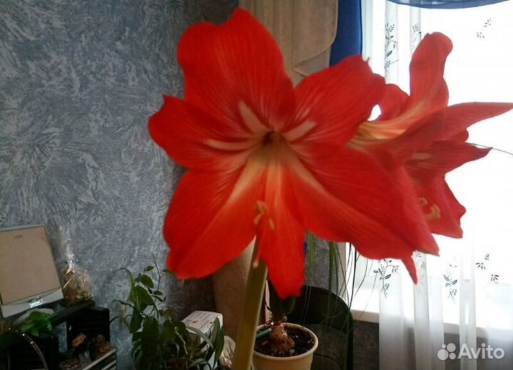 Гиппеаструм отдам