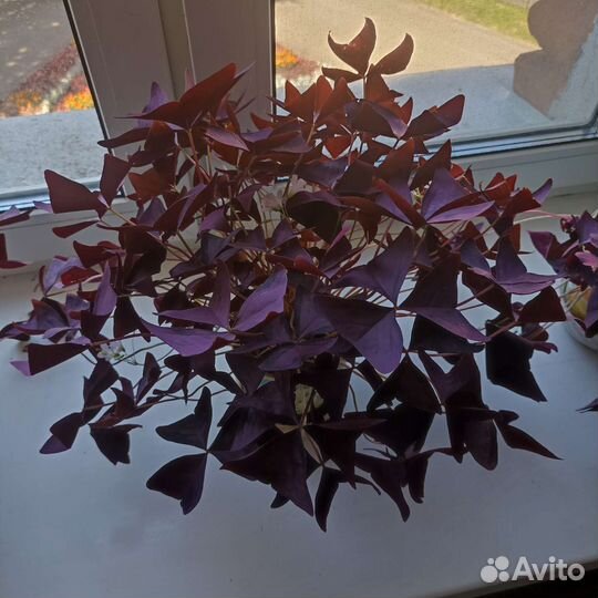 Оксалис безхлорофильный, Кислица