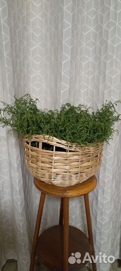 Полынь Гмелина травы для бани