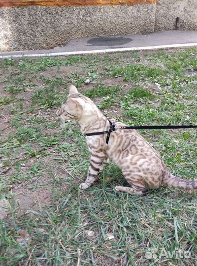 Бенгальский кот вязка