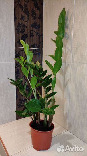 Замиокулькас