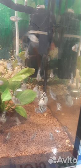 Рыба мальки сапфирового попугая аквариумные рыбки