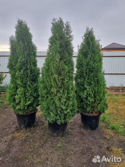 Туя Колумна больше 2 метров