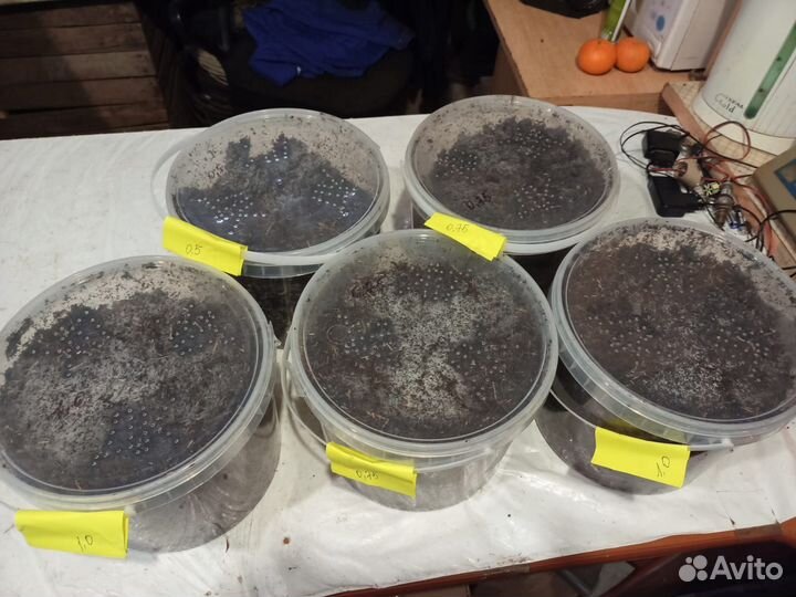 Червь дендробена