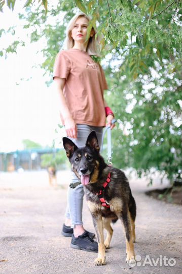Ласковая и активная собака мечтает обрести семью