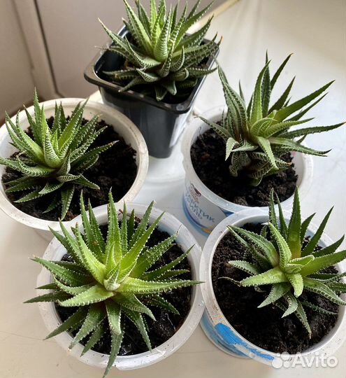 Хавортия жемчужная