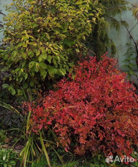 Спирея японская Фаерлайт Макрофила, пузыреплодник