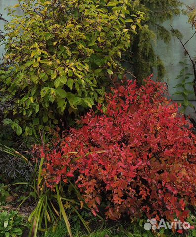 Спирея японская Фаерлайт Макрофила, пузыреплодник