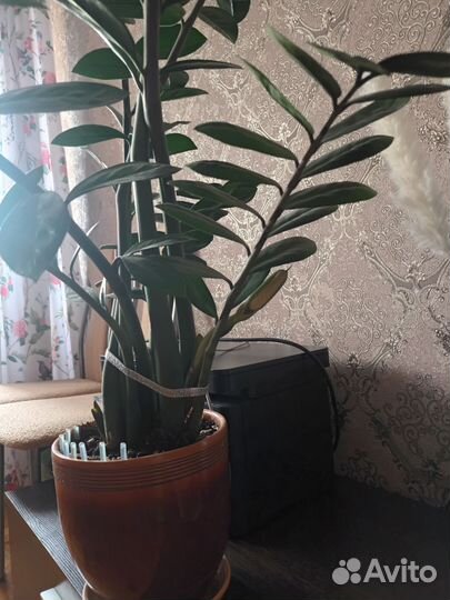 Замиокулькас цветущий