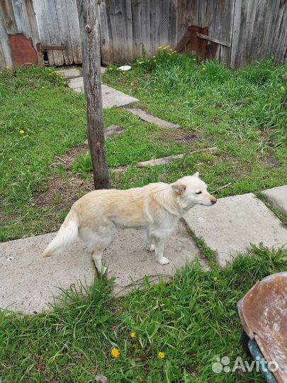 Собака в добрые руки отдам бесплатно