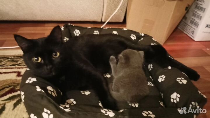 Котенка в добрые руки,бесплатно