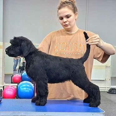 Ризеншнауцер, щенок