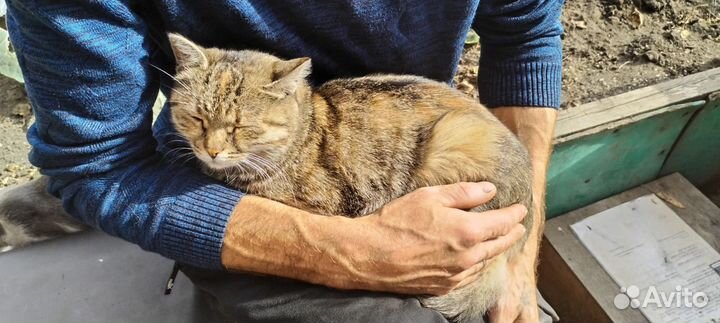 Киса Груня.была найдена