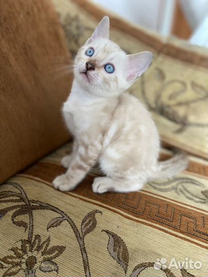 Котятата Бенгалы