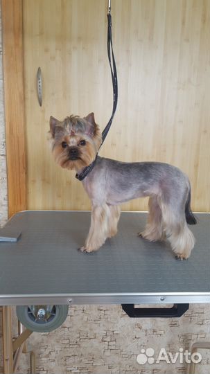 Стрижка собак, груминг. Тримминг