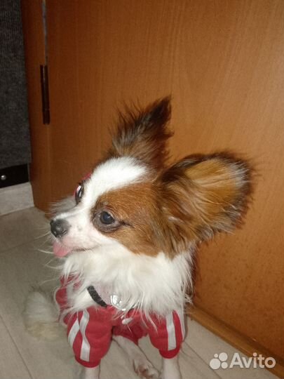 Щенки папийона