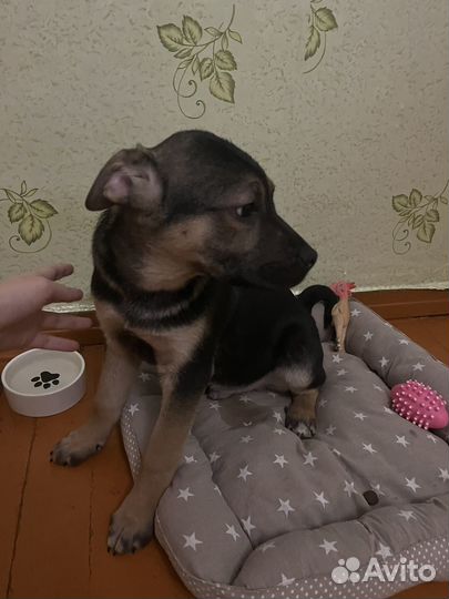 Щенок в добрые руки бесплатно