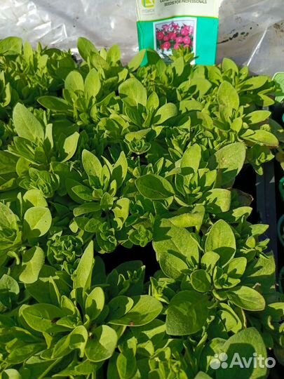 Рассада петуньи, капуста ранняя, поздняя