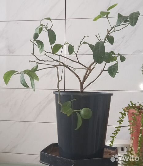 Мандариновое дерево с плодами