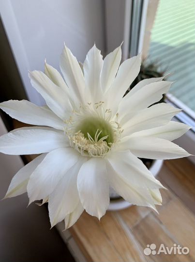 Кактус