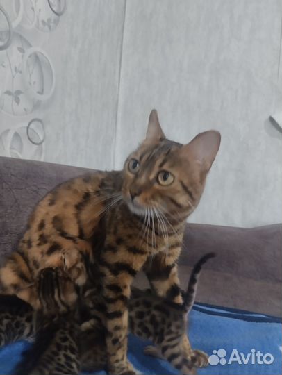 Бенгальские котята