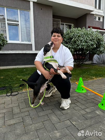 Зоопсихолог Дрессировка Воспитание собак с выездом