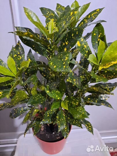 Кротоны Мамми и другие