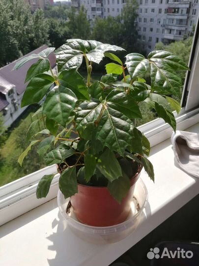 Циссус березка