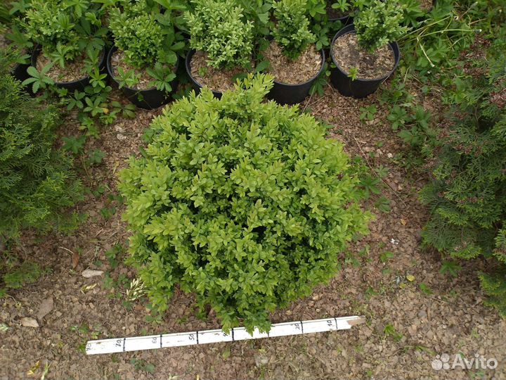 Самшит-Шарики