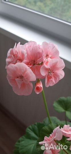 Пеларгония герань сортовая в горшке