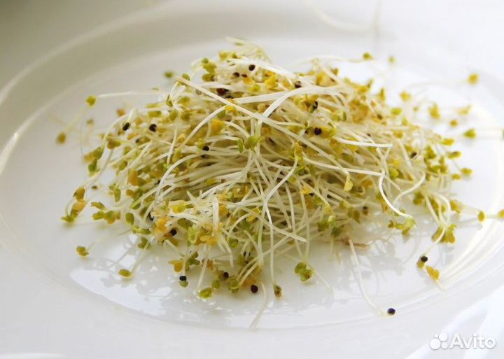 Семена для микрозелени