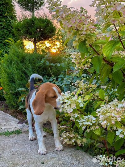 Бигль Продаеться