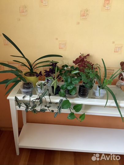 Циссус, Кливия. Фикус. Кислица