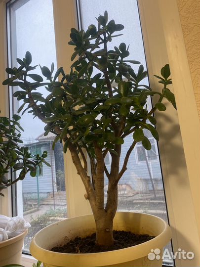 Денежное дерево