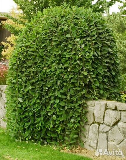 Ива плакучая (козья)