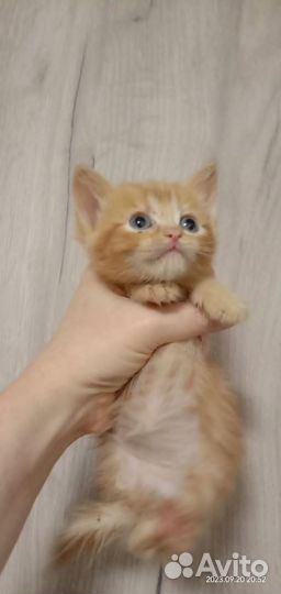 Кошки в добрые руки бесплатно