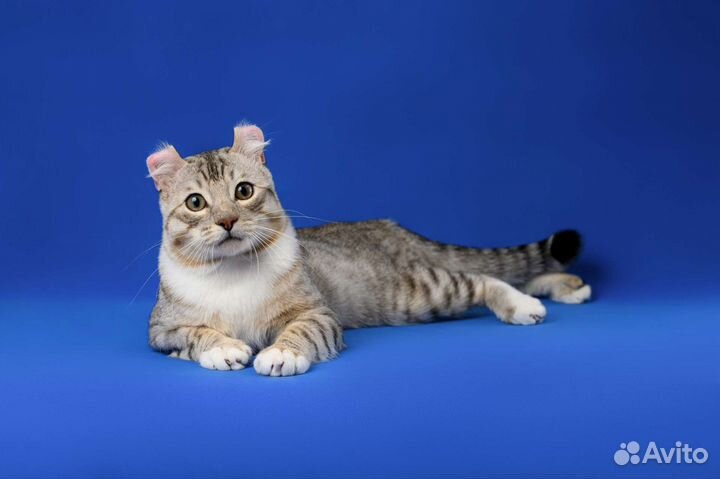 Американские кёрлы, питомник