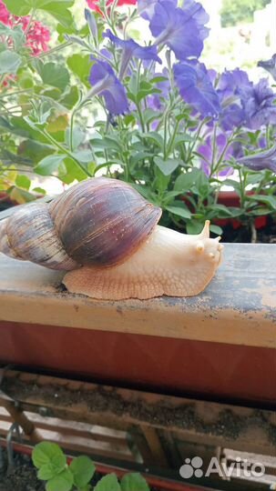 Улитки ахатины
