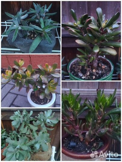 Суккуленты крассулы