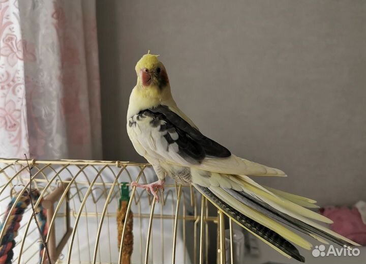 Попугай корелла с клеткой