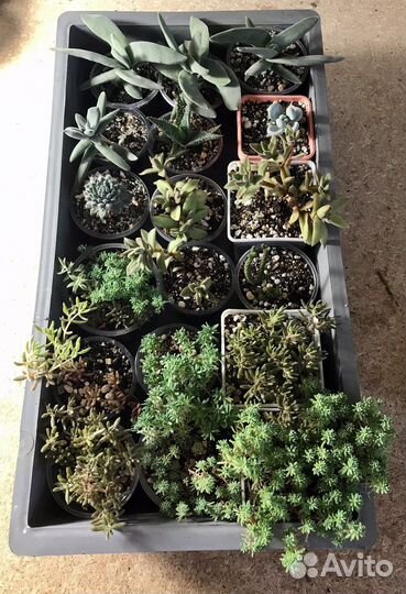 Суккуленты для флорариума, мини садиков